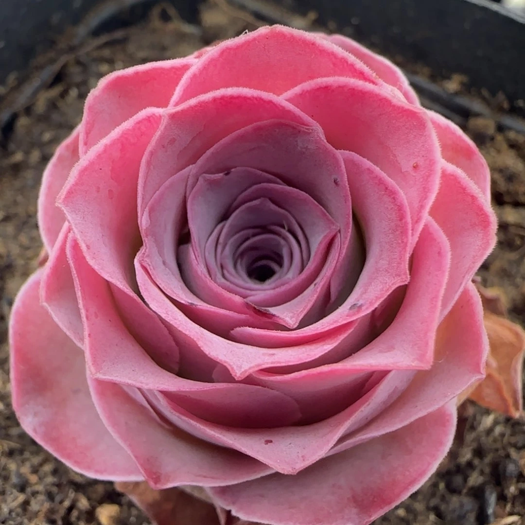 L17半城玫瑰一紫月