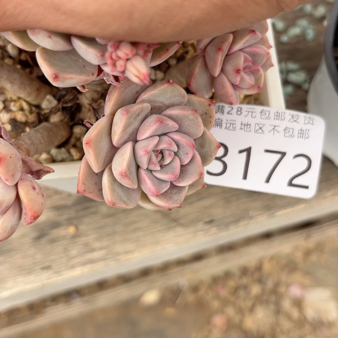 琴*大3172g h h h h h h