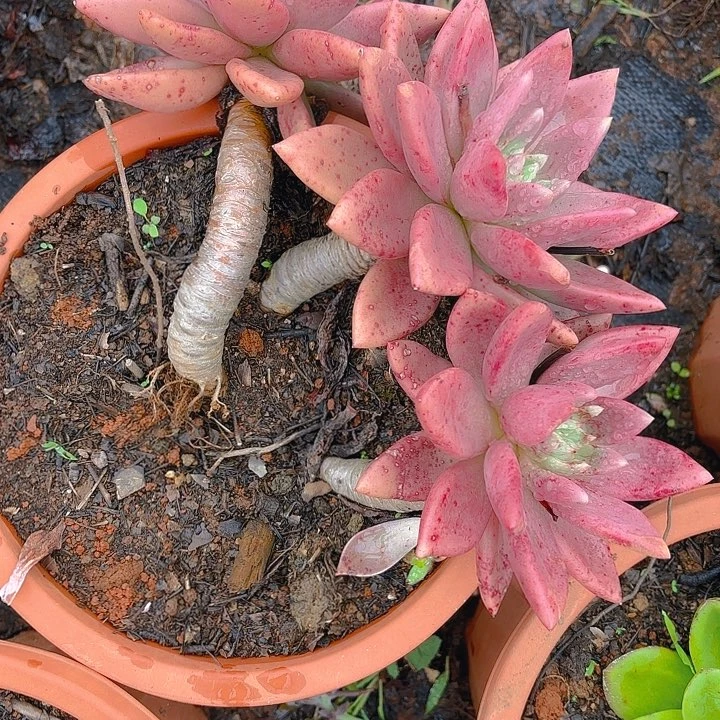 多肉植物。。。。。。。。。。。。。。。。。。。