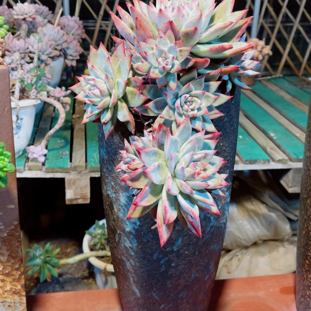 野卡群生裸根发货