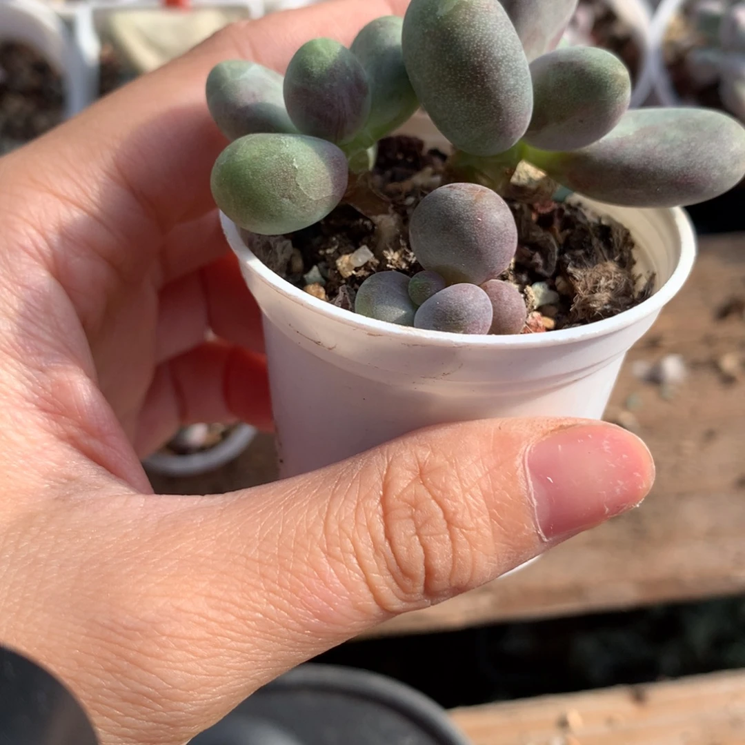 糖果奶酪多肉糖果哦