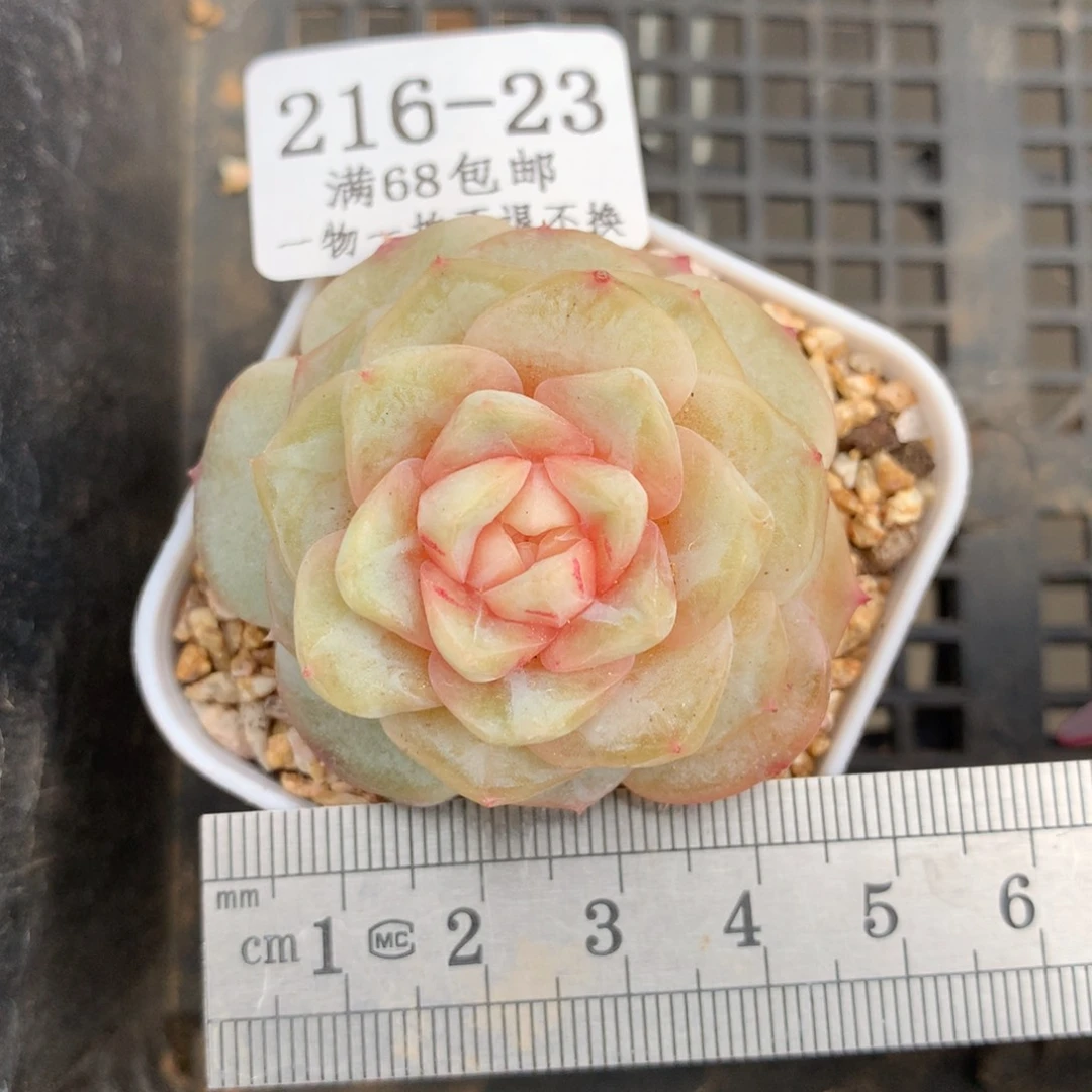 23。大富翁。珍妮糖心。