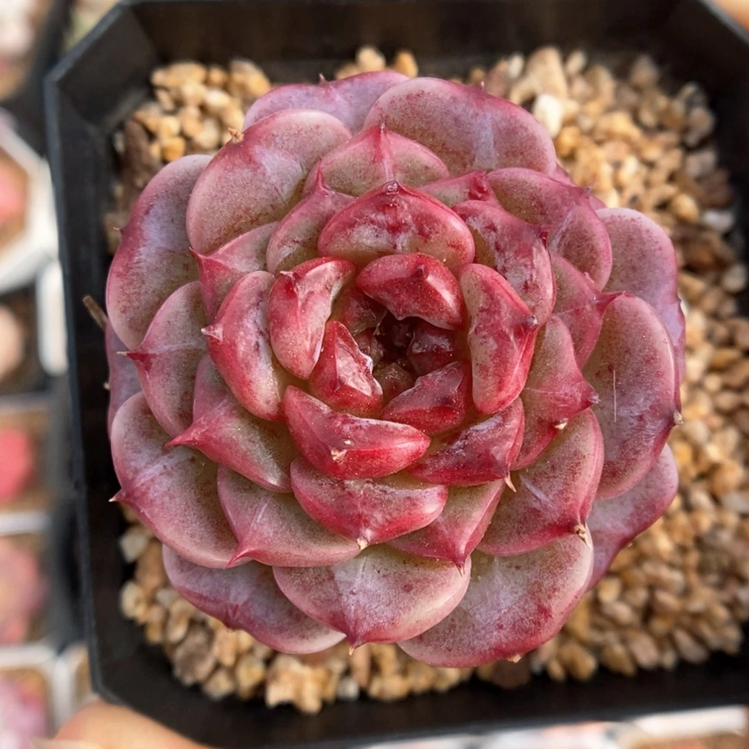 天鹅绒可拍952号。