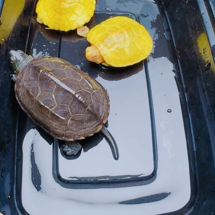 让***零母宠物龟2222222222222