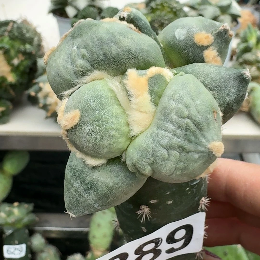 【闪购商品】无花朵坎**白蛋尤289