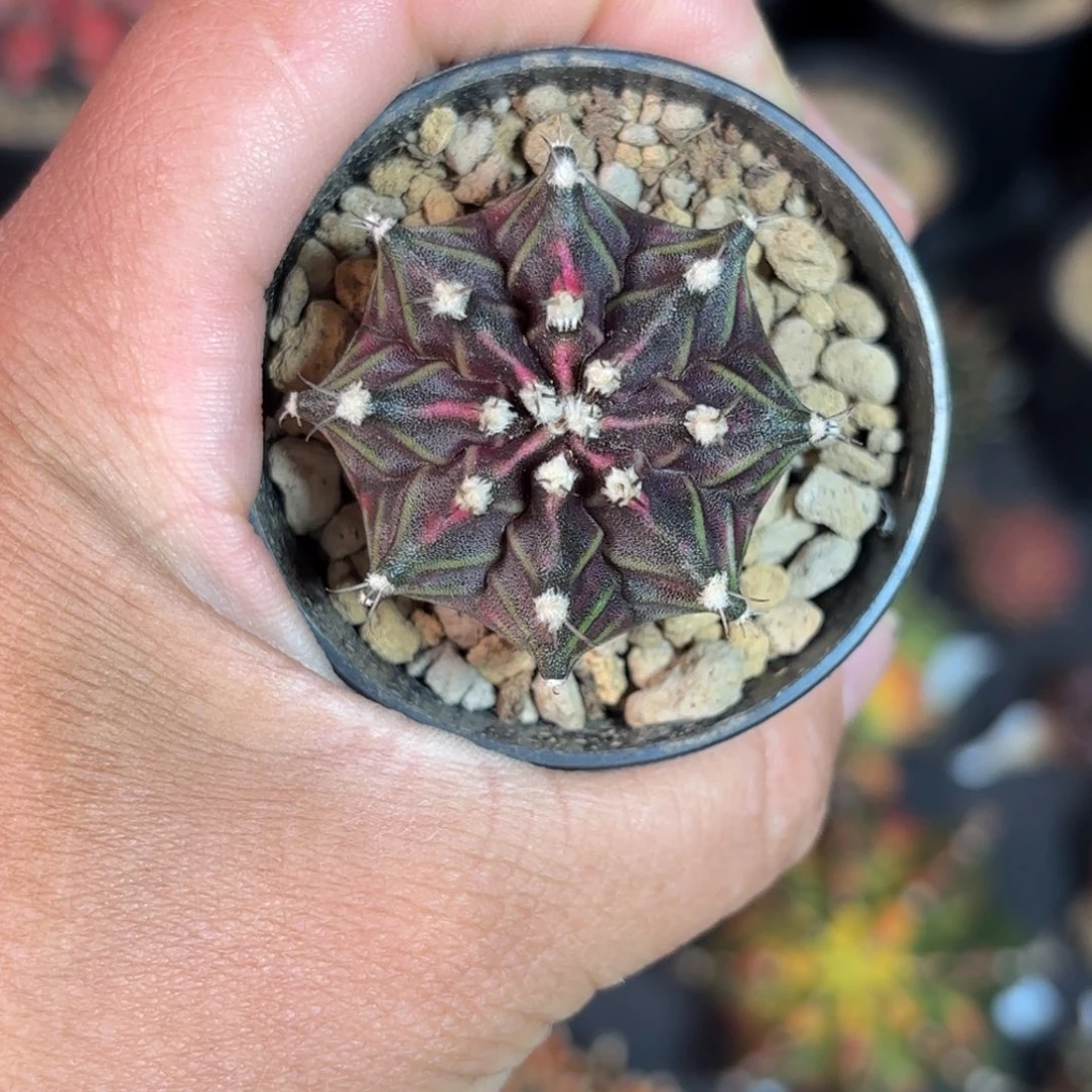 泰系实生仙人球138