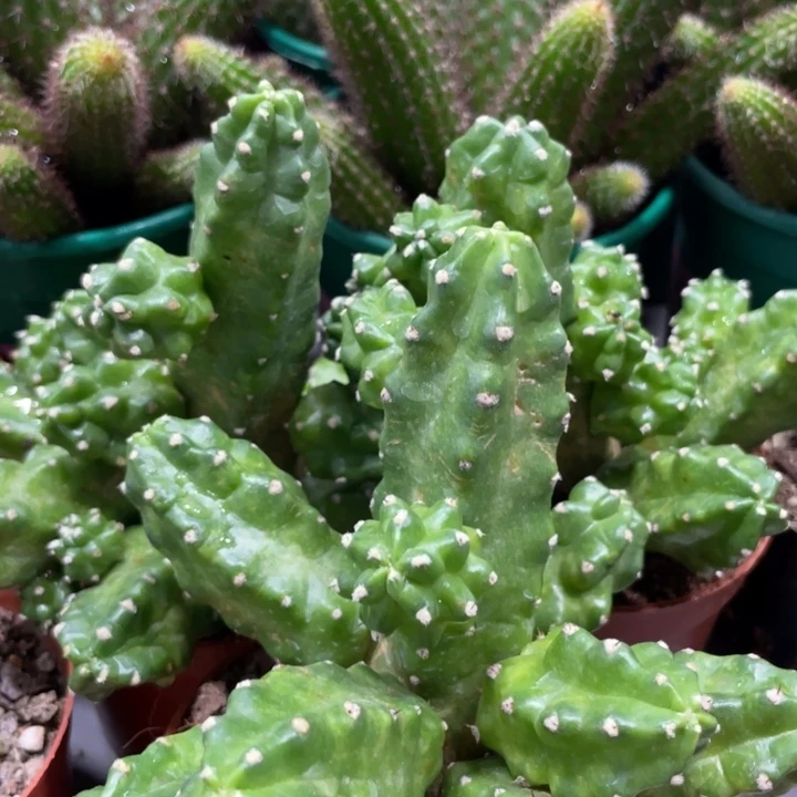 群生多头桃太郎一杯