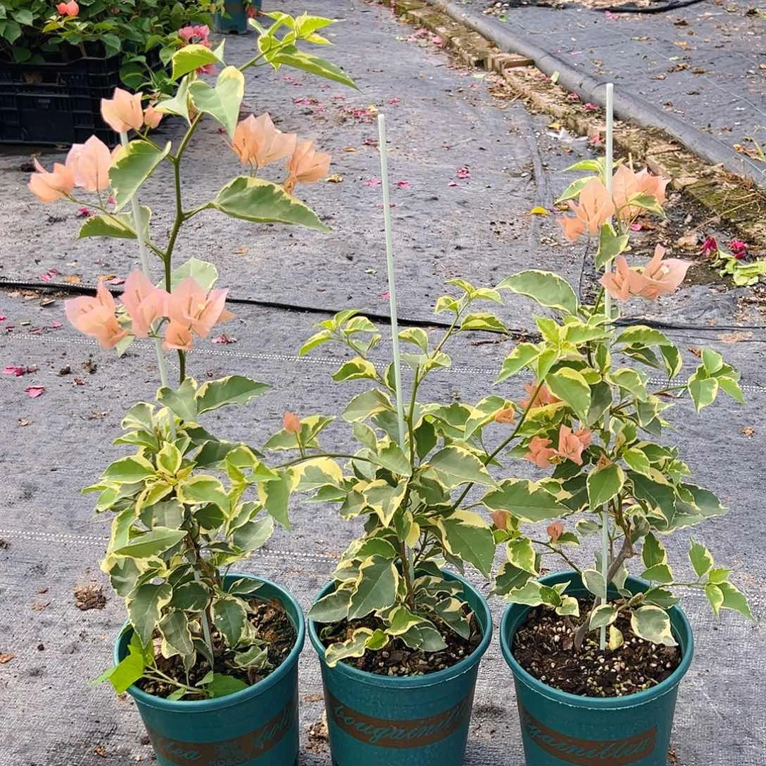当前无花栽培后可以开花花叶马斯一颗