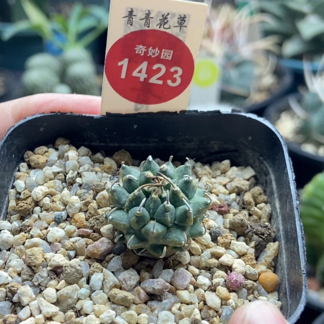 实生角尤安德森娇丽2.3cm