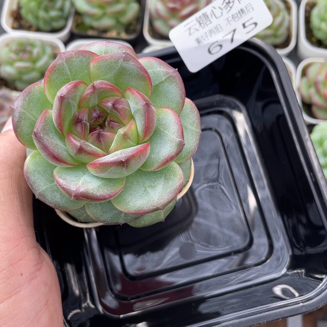云糖心多肉植物675