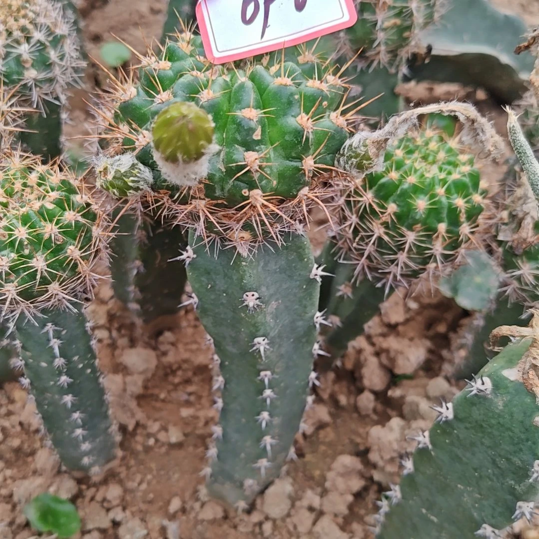 丽花血影秀普嫁接大号有斑696