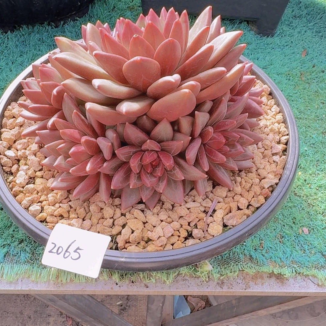 2065迷雾泡泡多肉植物