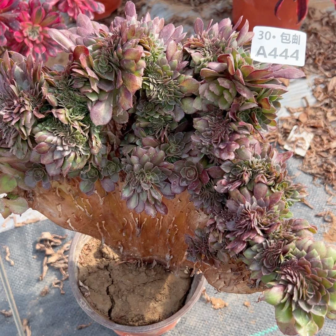 444万缀多肉法师不包侧枝