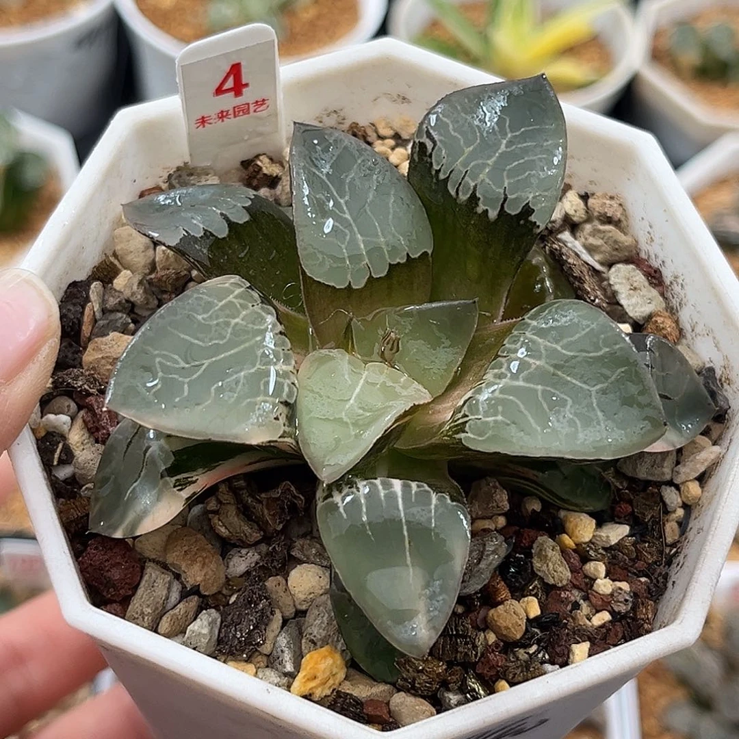 4火凤凰克锦福利福利