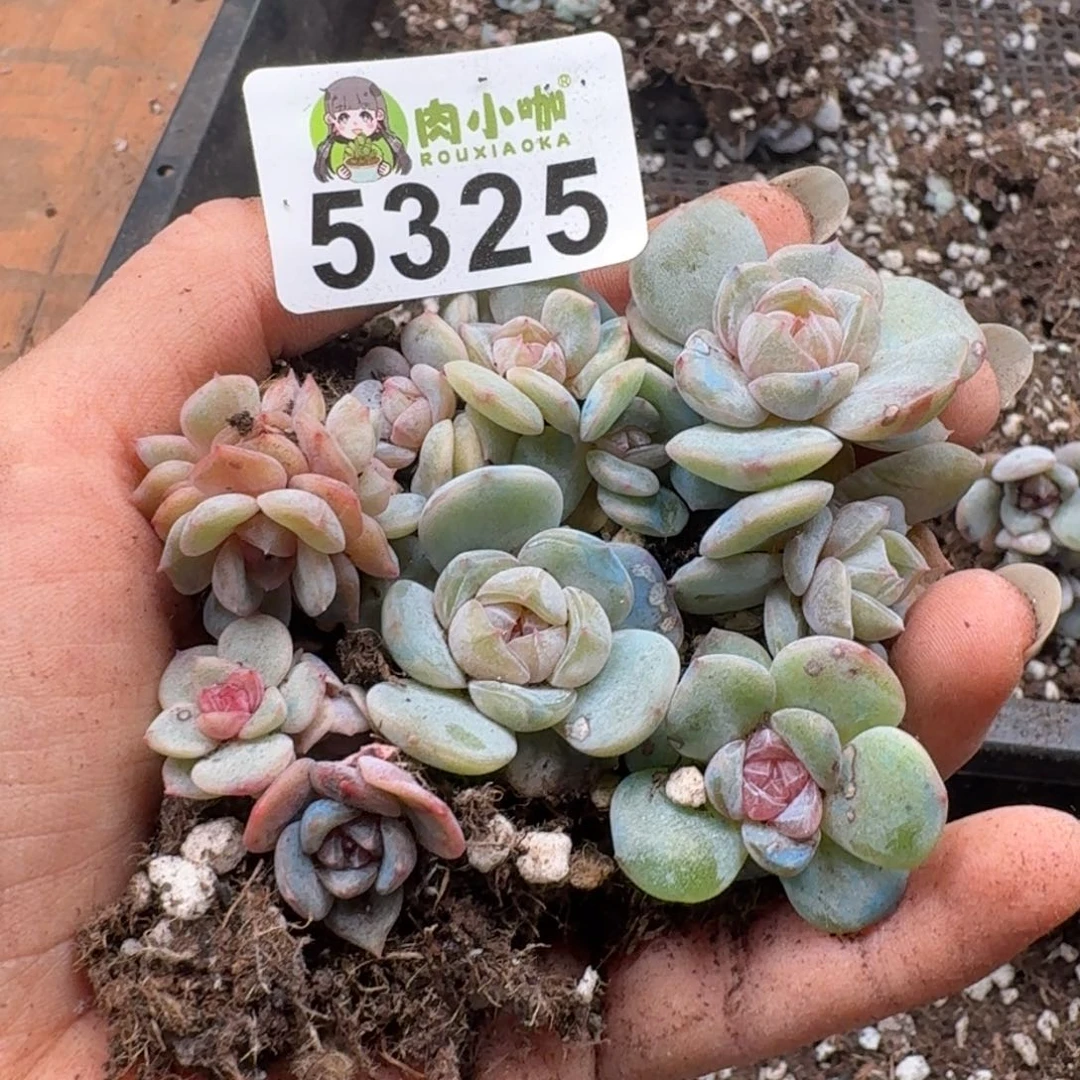 蓝***️多肉植物多肉植物
