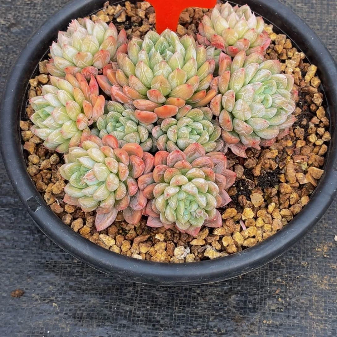 2730号晚上多肉植物群生