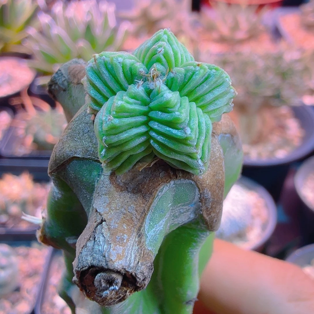 苗接五星红龙多肉植物