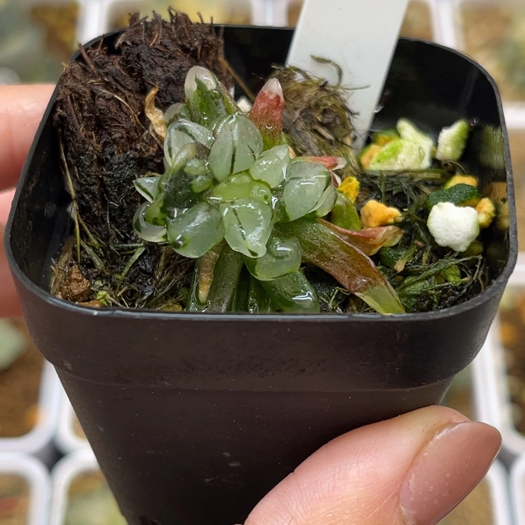 48子弹头福利专场