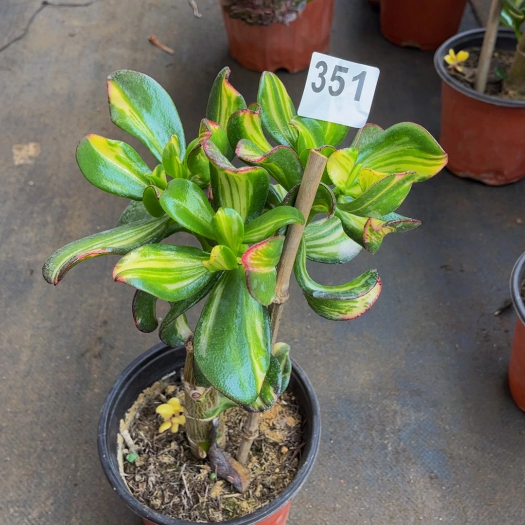 多肉植物七彩蝶花月锦351