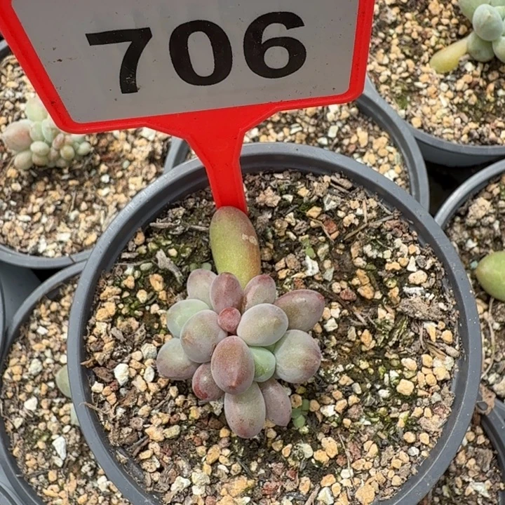 烟花一物一拍706.