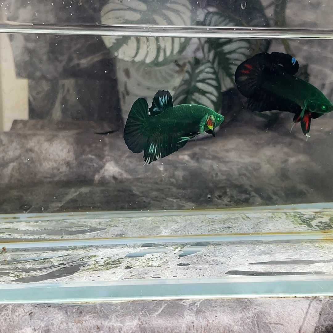 海水鱼育平斗鱼泰国斗鱼