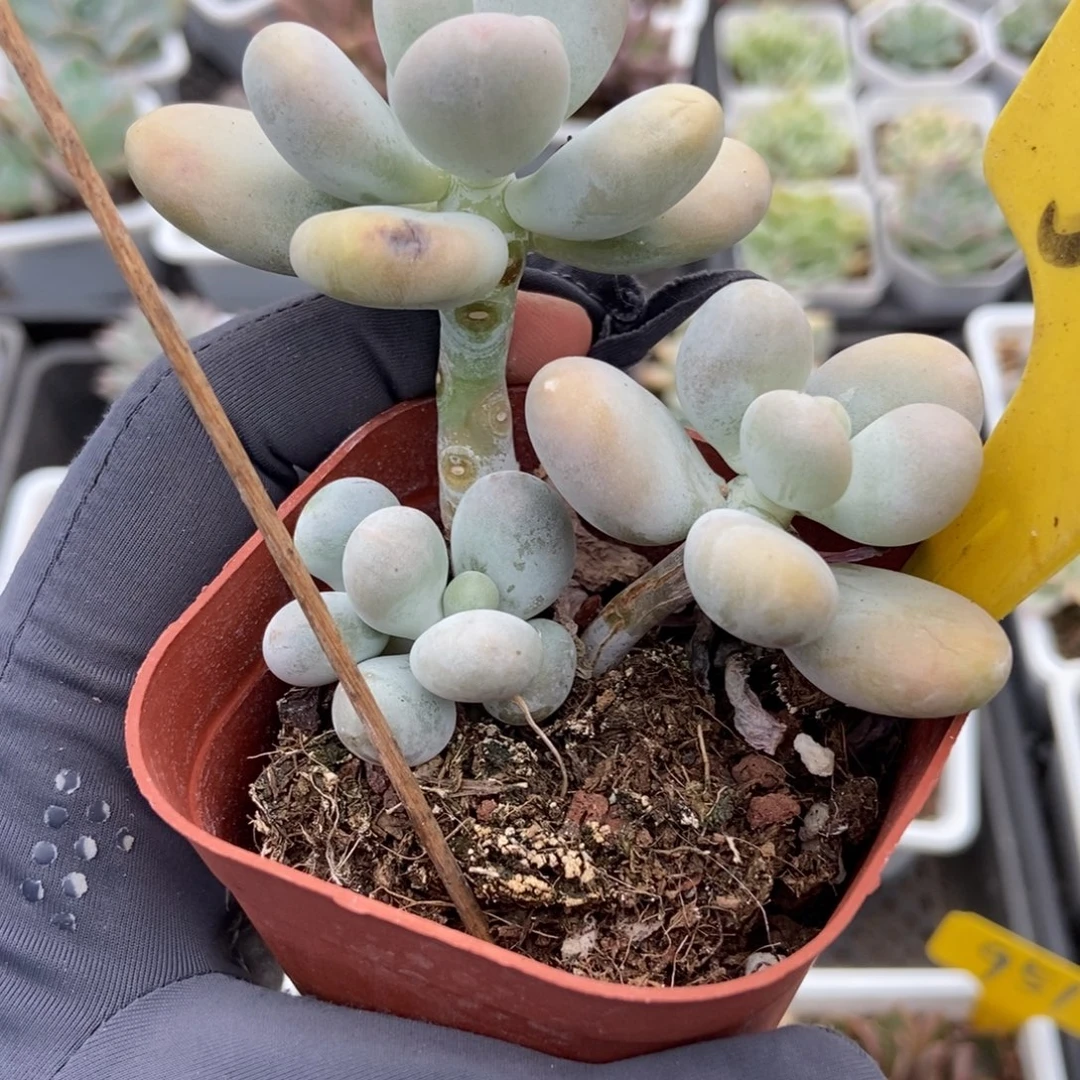 560蛋黄奶多肉植物保护