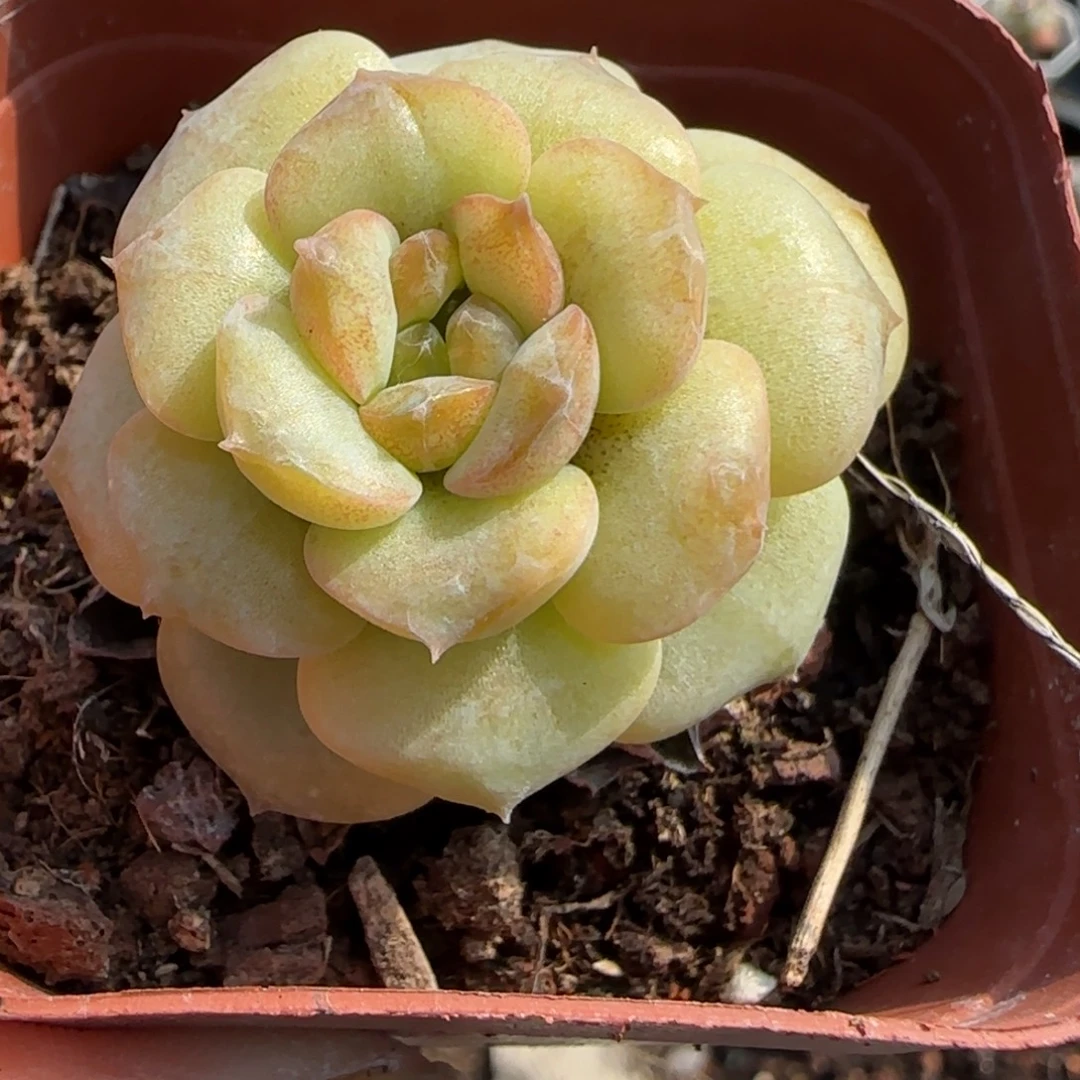 小卡拉米糖心一物一拍