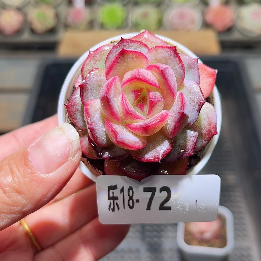 木乐18-72新女王