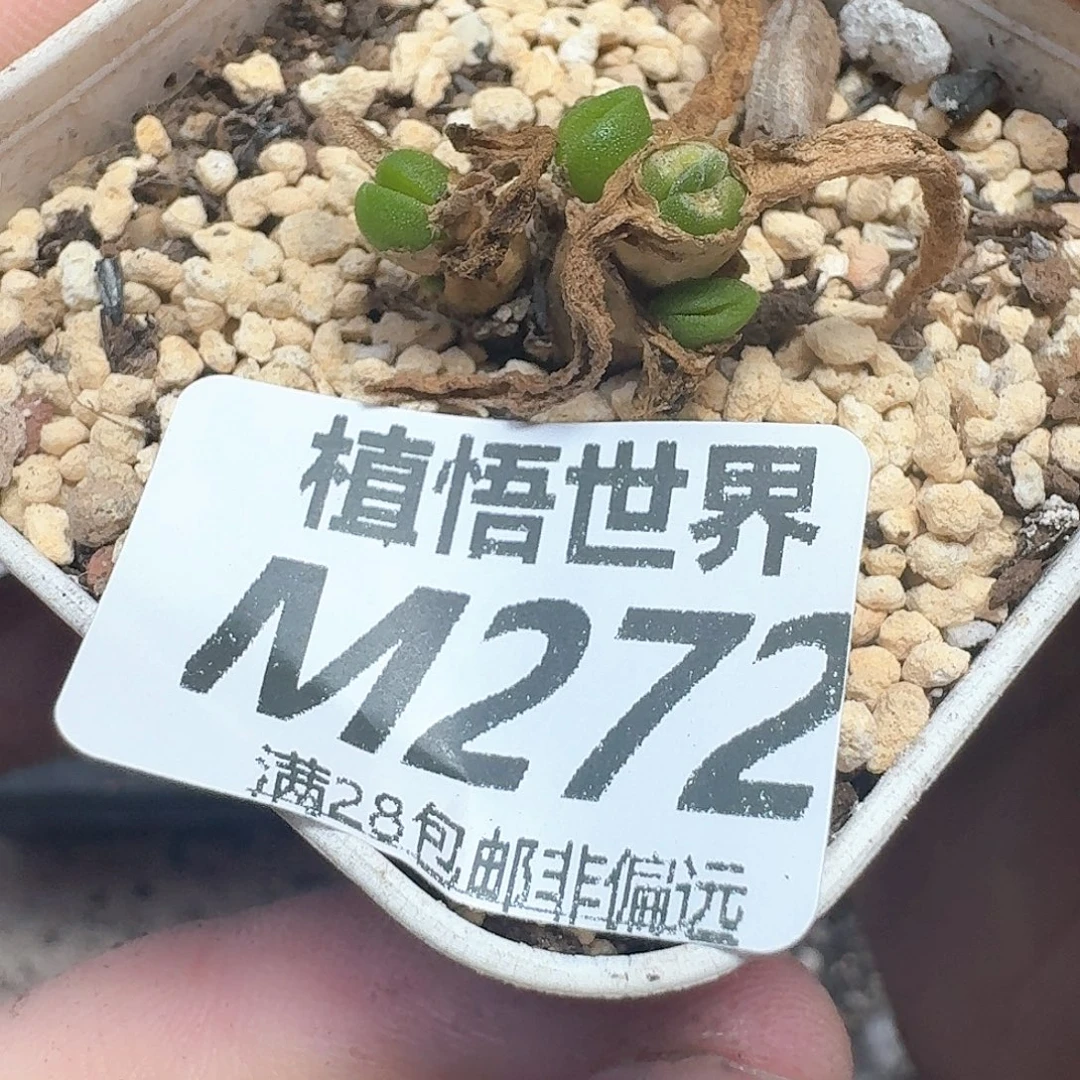 多肉植物的润泽发发f