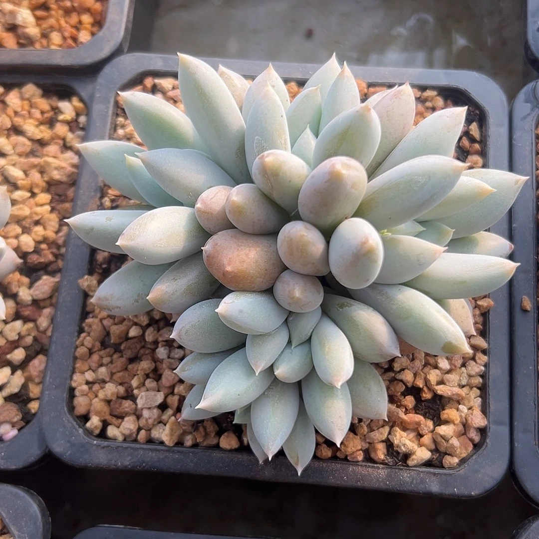 哥特萝莉一物一拍