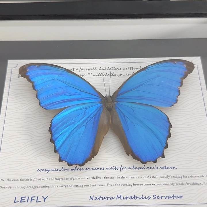 大闪蝴蝶蝴蝶蝴蝶蝴蝶