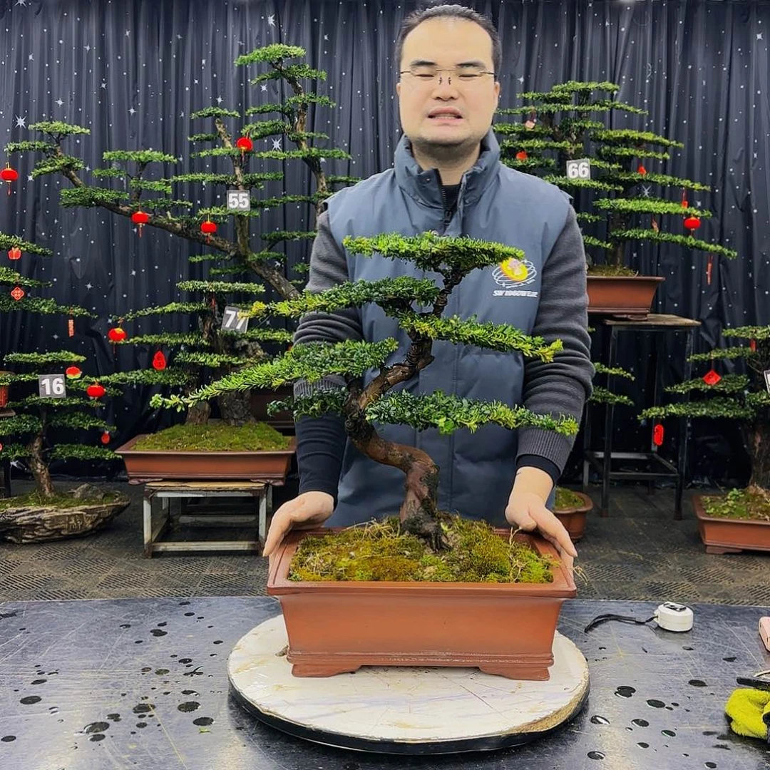 松树柏树造型盆景二*爷