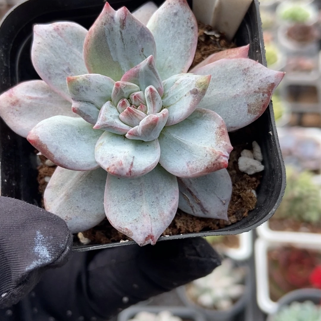 1034粉蓝鸟石化多肉植物