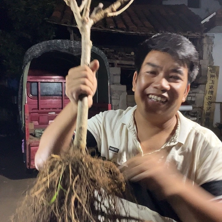 上***六当前无花栽培后可以开花34