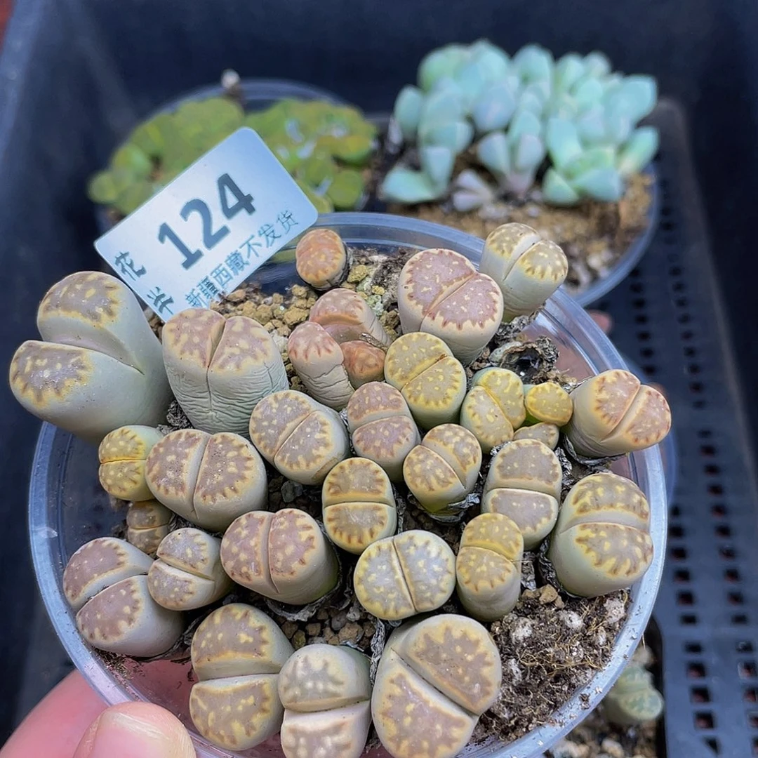 124000000000花花花花花花