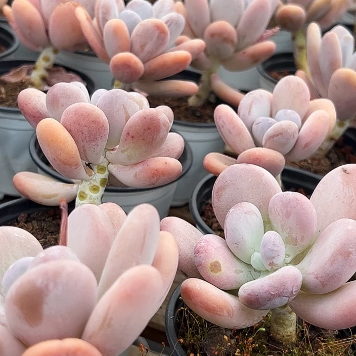 橙雪球       福利多多