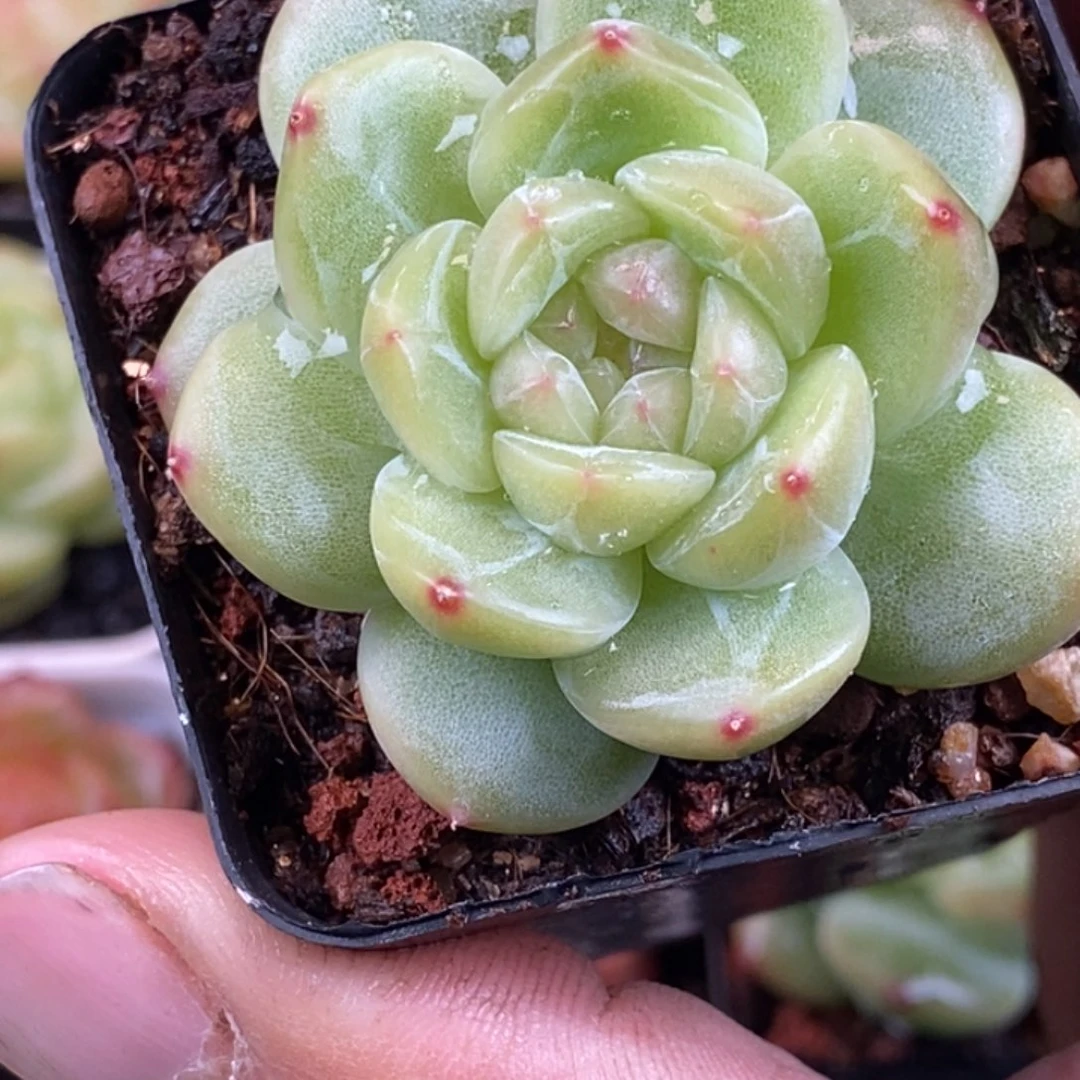 天官赐福百无禁忌