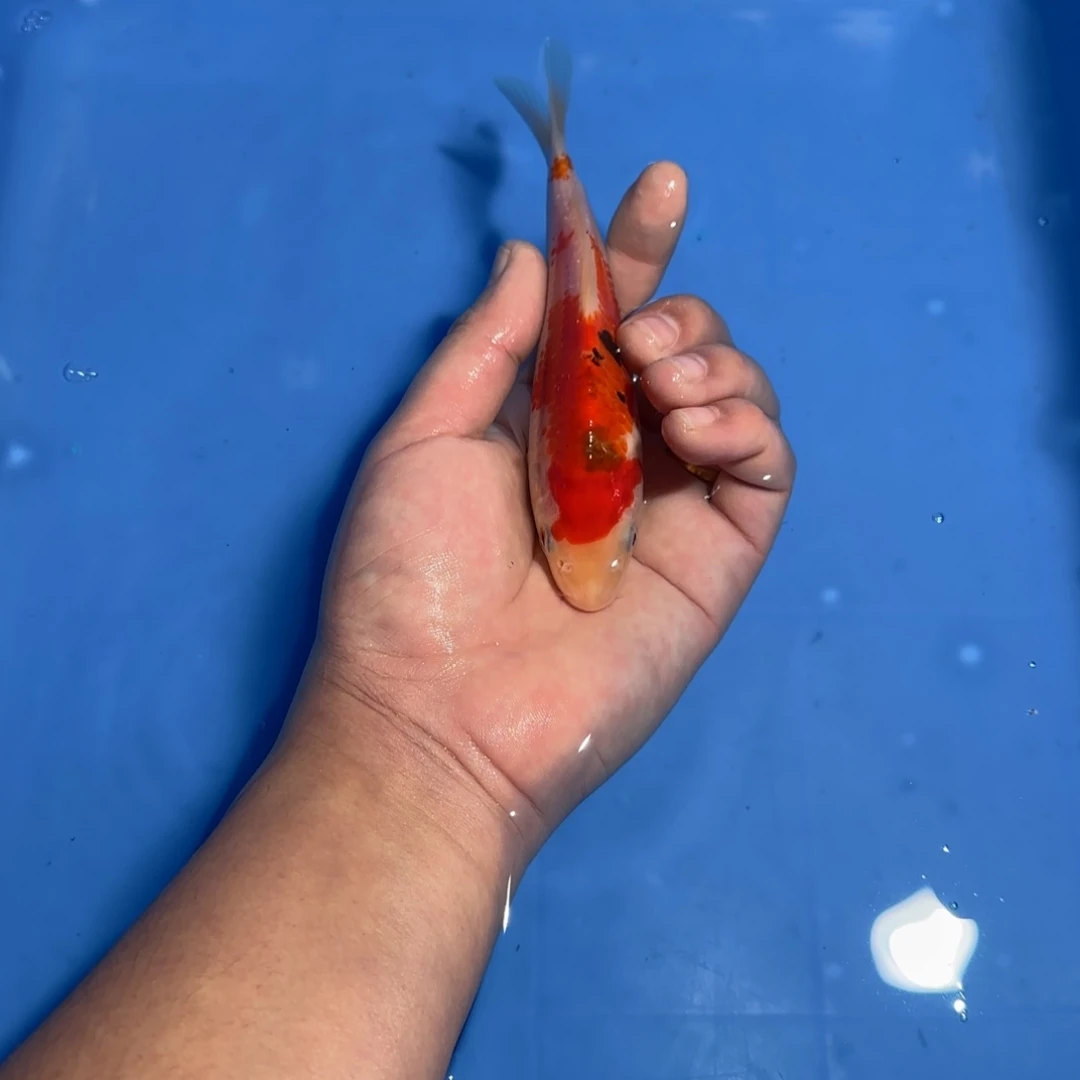 猪***头海水鱼板井精品盆拍鱼