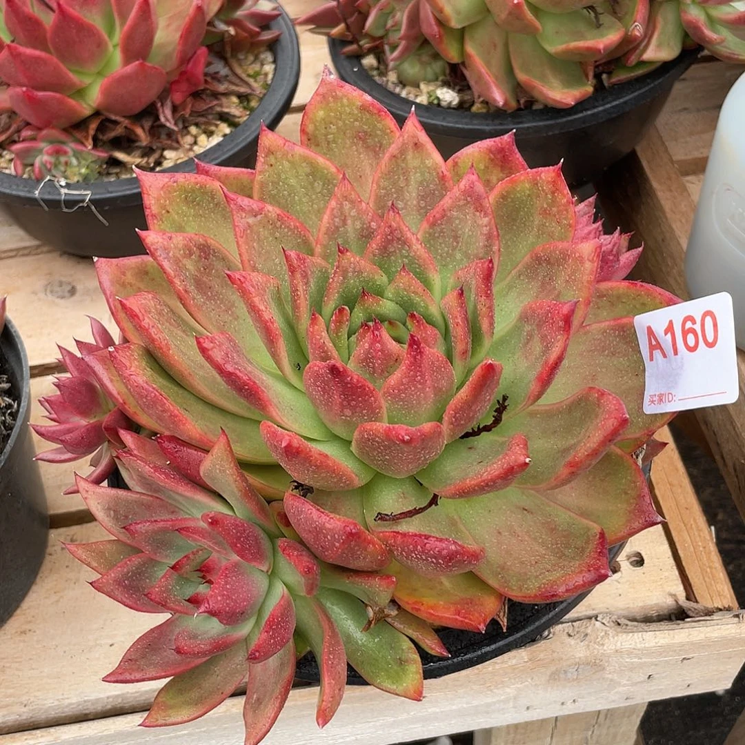 若如东云单拍A160