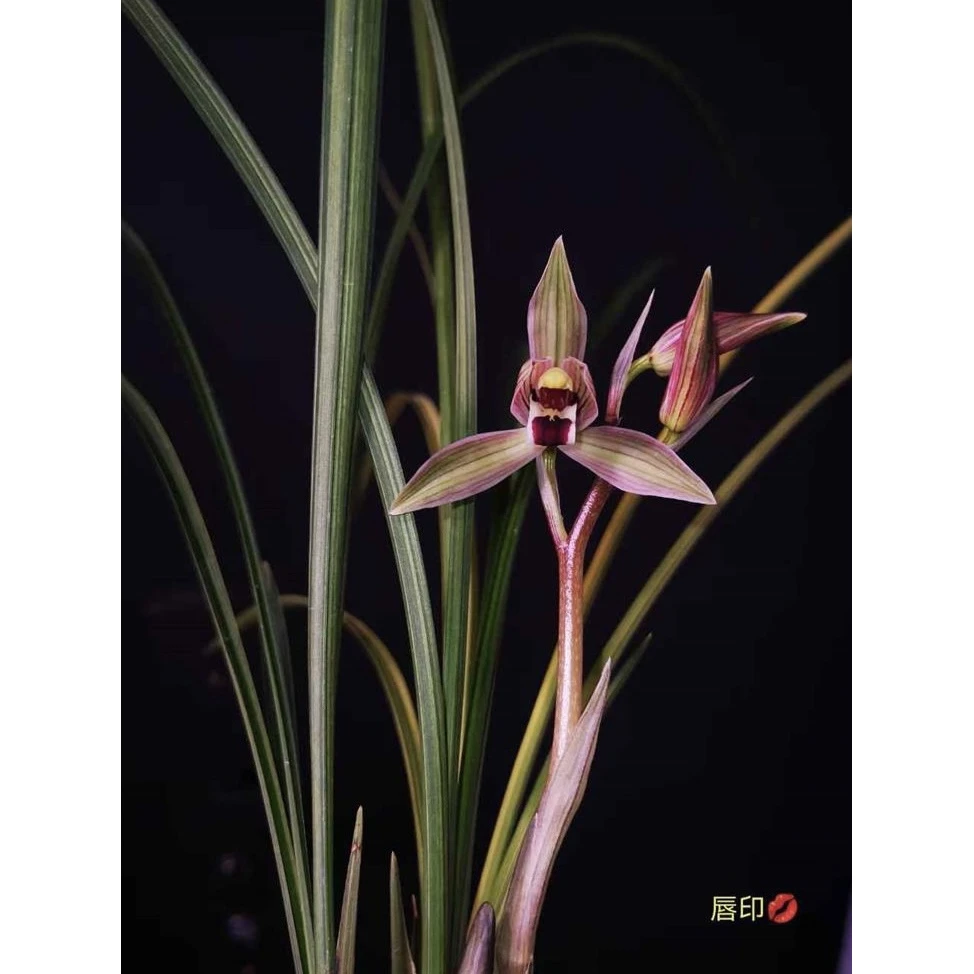 【唇印】 艺草莲瓣兰国兰名品 2苗 花开浓香好养易活 对版 人工种植