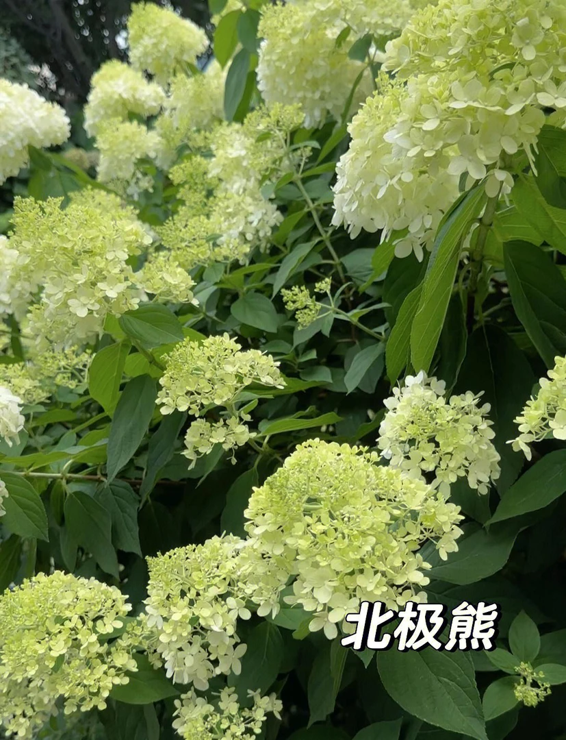 子熙花令【北极熊】圆锥木绣球中华（已发货不支持仅退款或拒签）