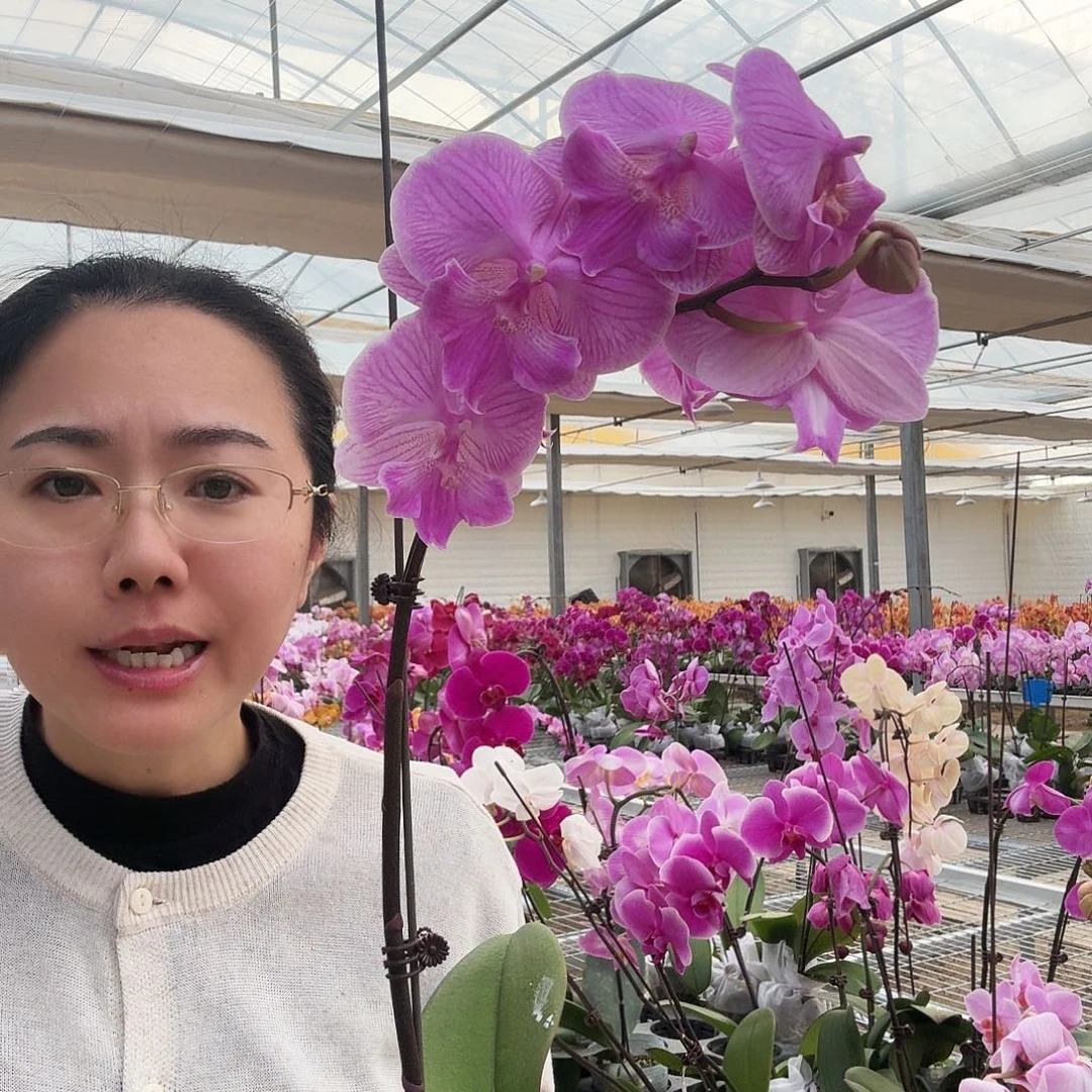 完全开放加里曼丹1颗578