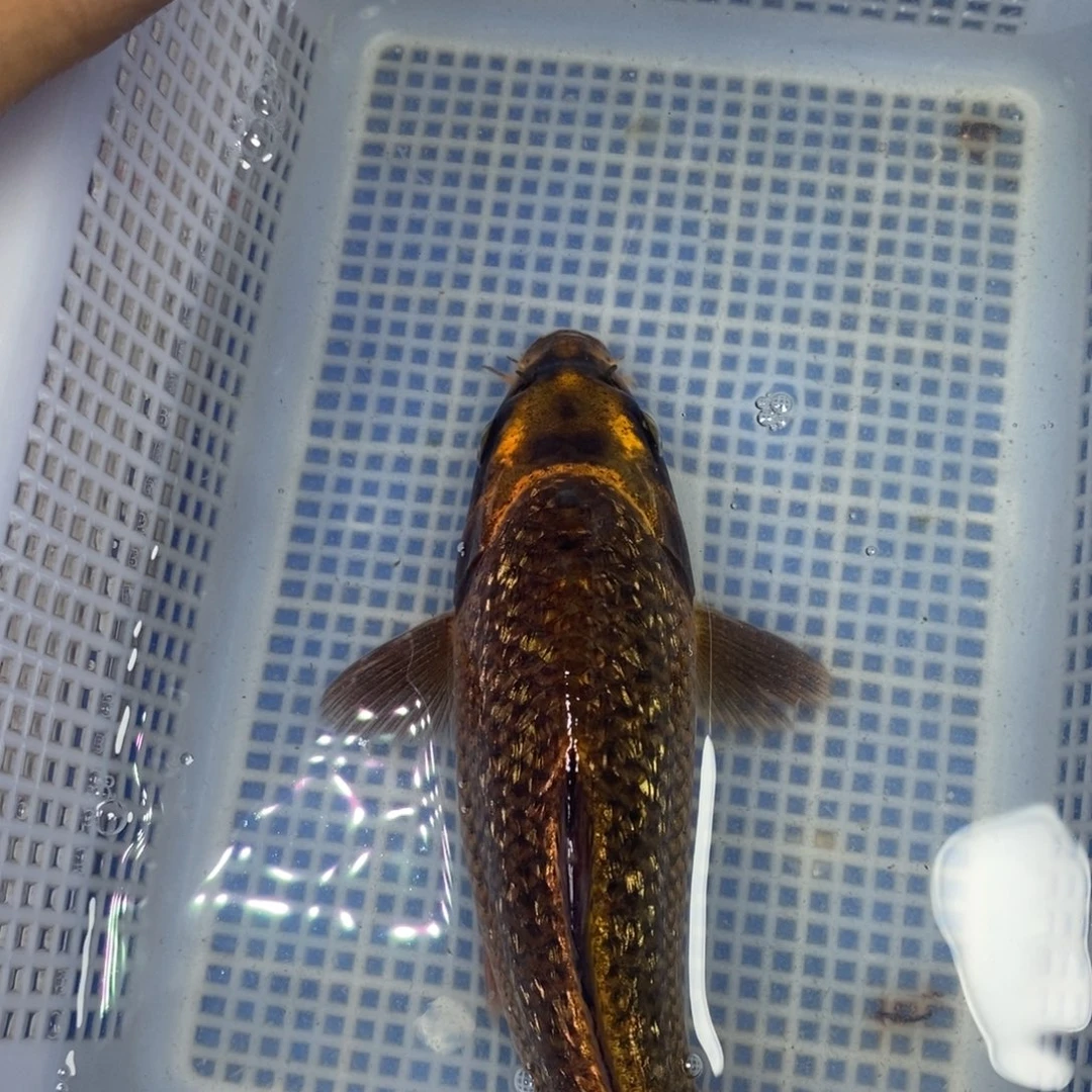 锦鲤冷水锦鲤包邮