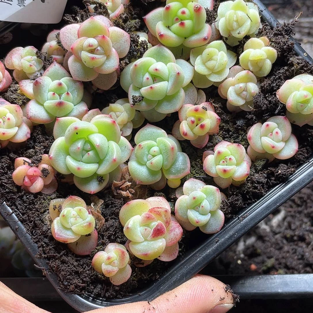 米*珍妮混一物一拍224