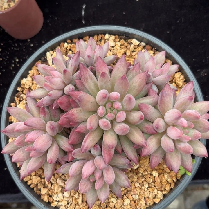 无花朵特价虞美人1111