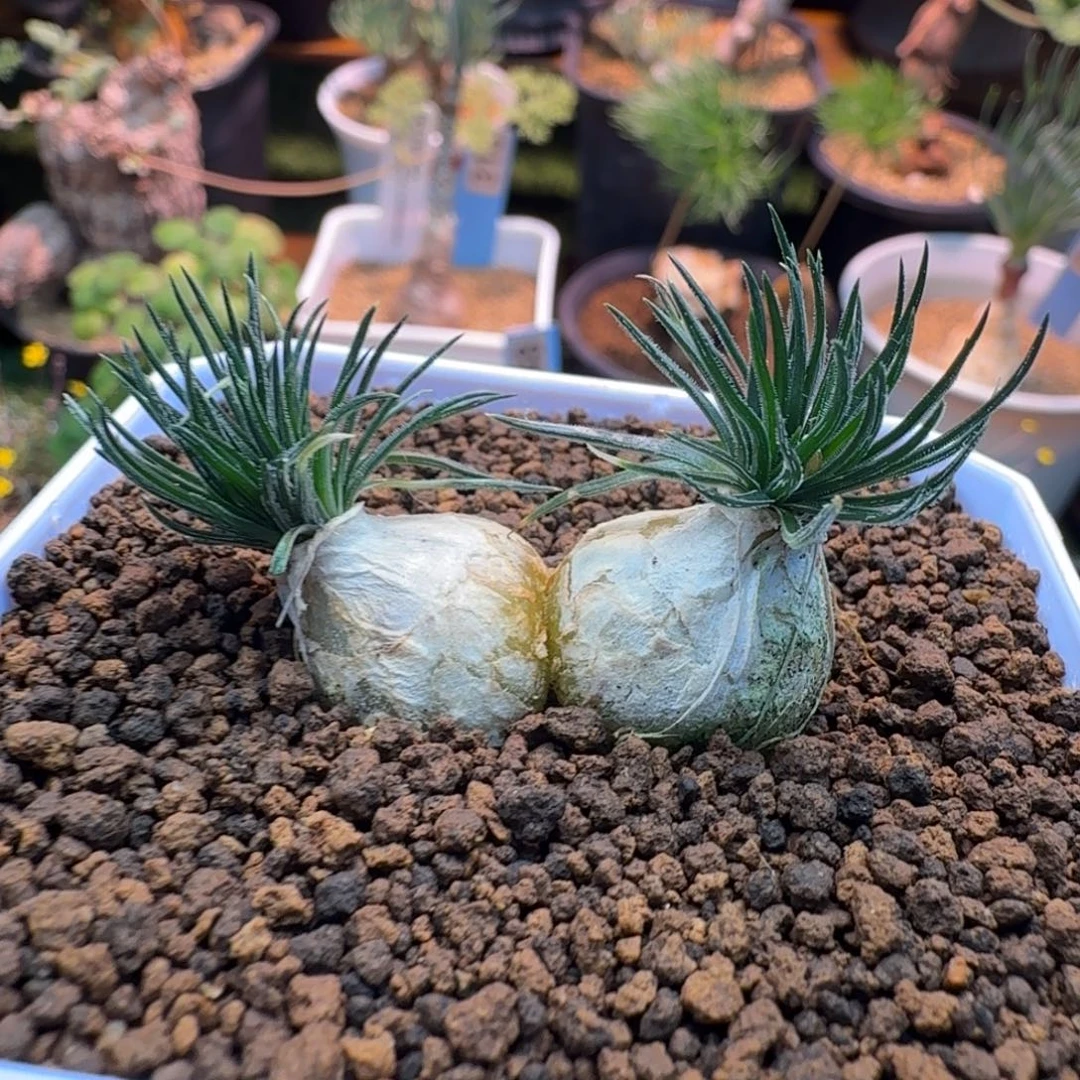 毛叶迷你海葱839 仙人掌