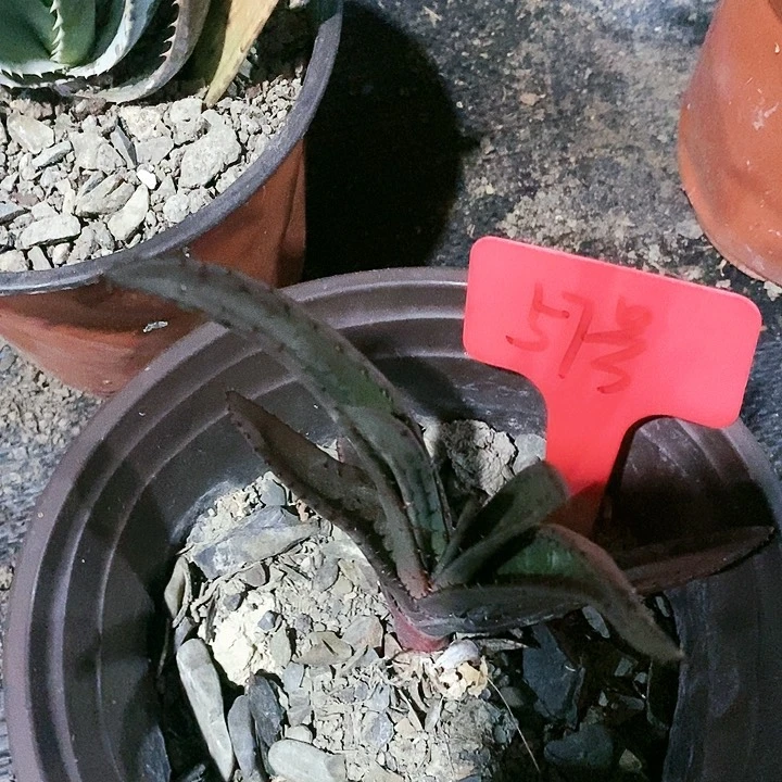 【闪购商品】无花朵黑太刀芦荟
