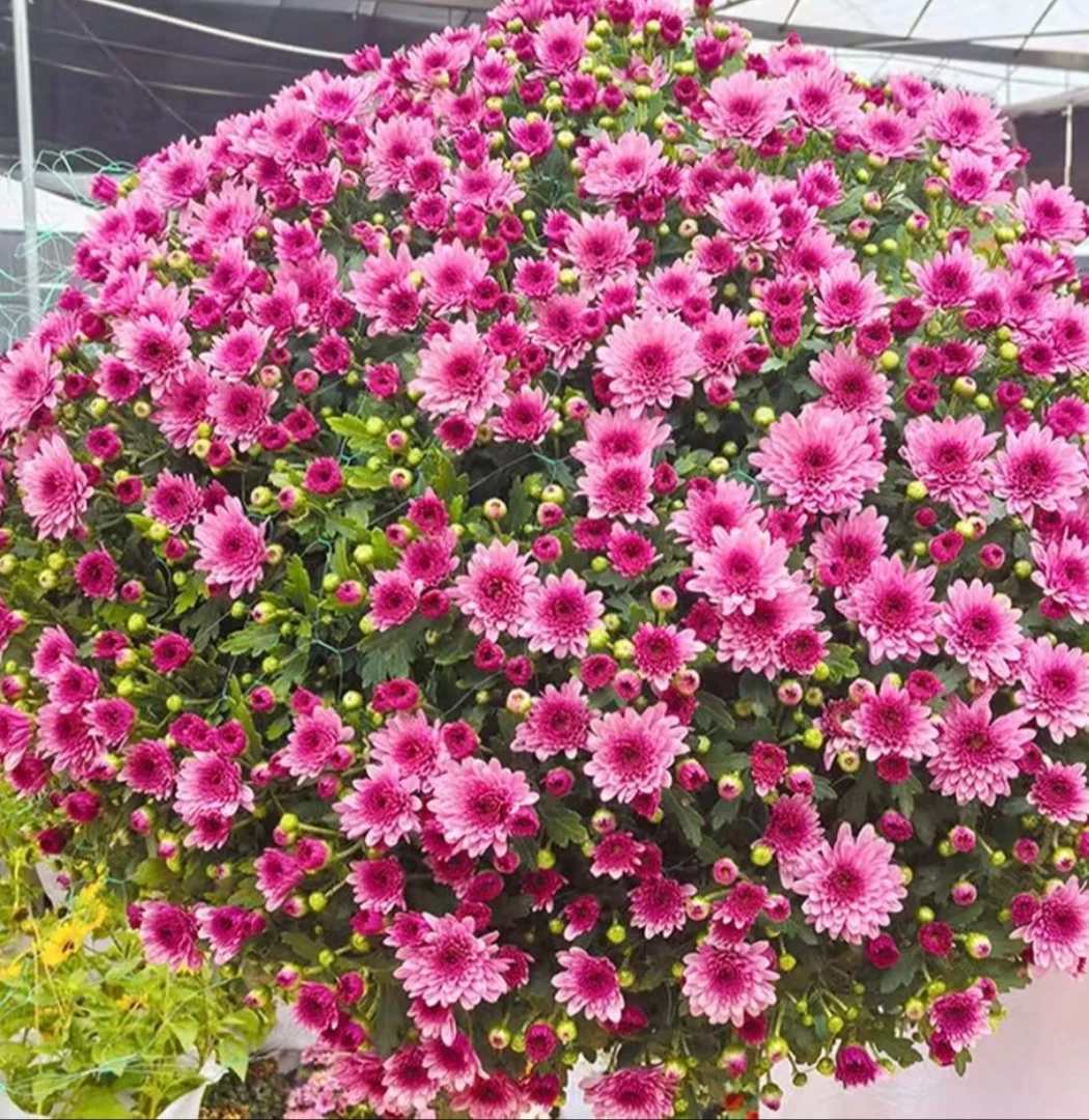 千头球菊【草莓甜心】耐寒耐热适合阳台庭院