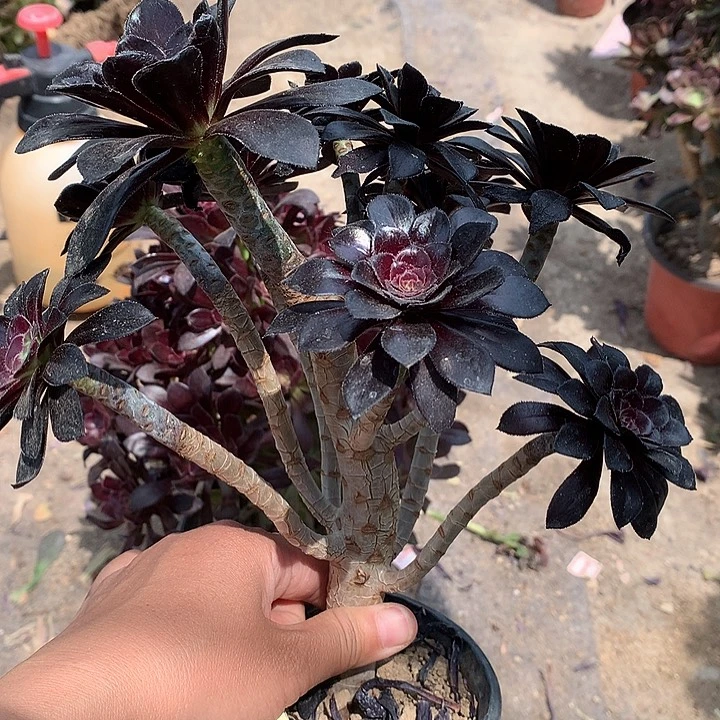 311魔法师多肉植物