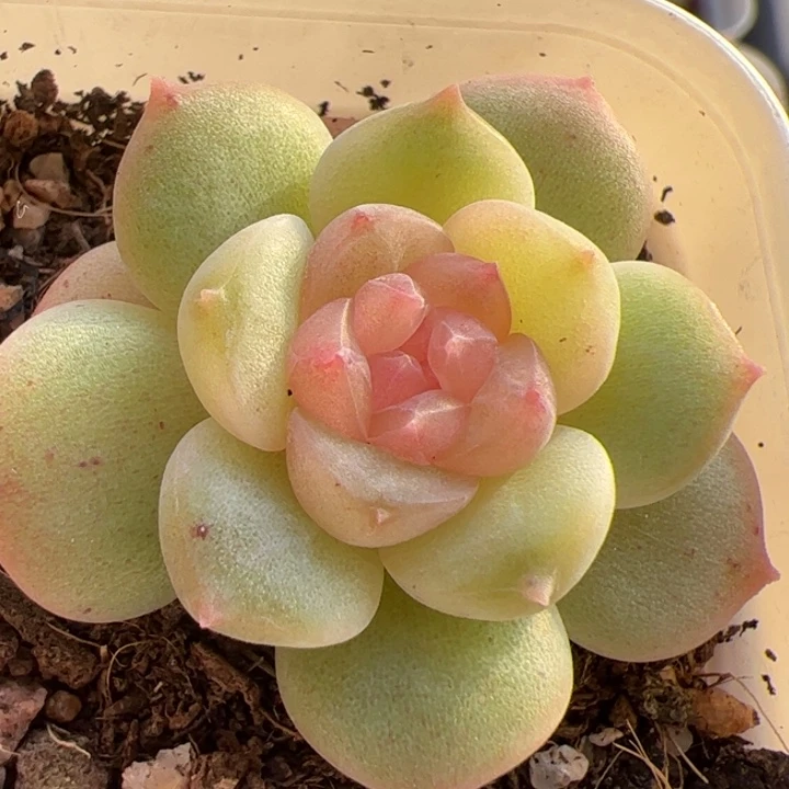 一物一拍，精品糖心，尺寸不大介意勿拍